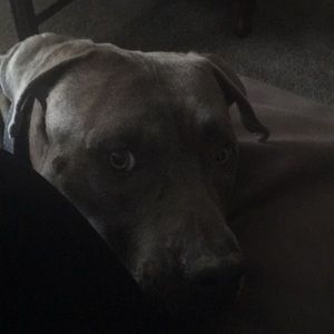 Meet your Posher, Luz